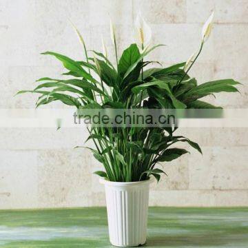 Spathiphyllum kochii