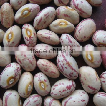 speckled round kidney bean