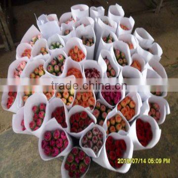 high quality flower export with a competitive price