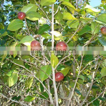 Liquid Fertilizer photo-5