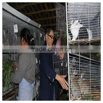 Galvanized Welded Wire Mesh Rabbit Cage