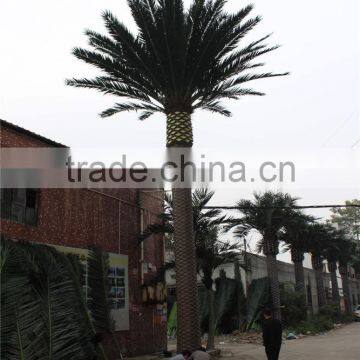 CHY020932 20ft Outdoor Landscaping Date Plam Tree photo-3