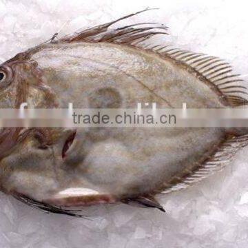 Frozen John Dory Fillet (Zeus Faber) Fillet 60-100g, 100-150g, 150-200g, 200-300g photo-3