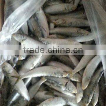 Frozen Sardine for Bait or for Canning Factory