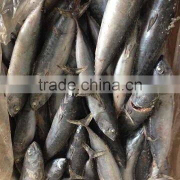 200-300G Frozen Bonito Tuna photo-2
