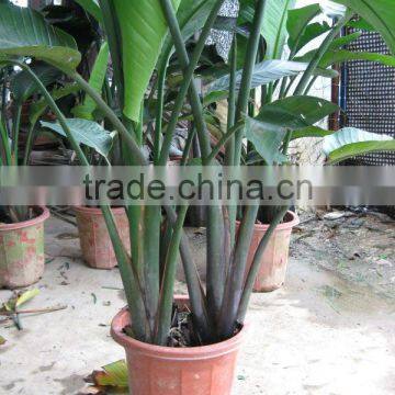 Strelitzia Nicolai Ornamental Plants photo-4