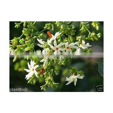 NYCTANTHES ARBORTRISTIS