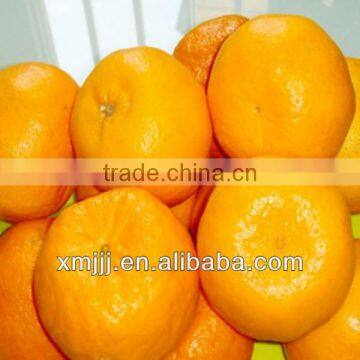Nanfeng Honey Baby Orange photo-4