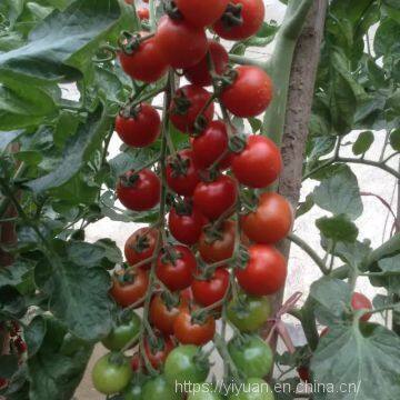 cherry tomato seeds hot tomato greenhouse plant  tomato seeds no.73