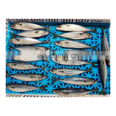 Hot sale IQF frozen pacific mackerel fish for bait