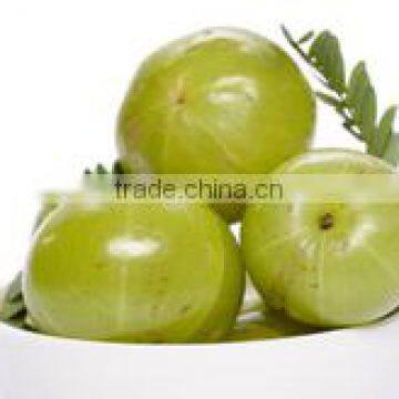 High Quality Emblica officinalis (Amla) Powder Supplier