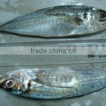 price frozen horse mackerel W/R IQF FISH