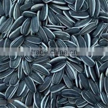 5009 sunflower seeds / 5009 seed