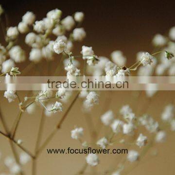 Home Dacorate Gypsophila Plant For Sale Fresh Cut Gypsophila