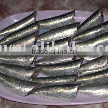 SARDINE