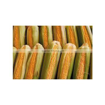 Bird Feed Yellow Maize