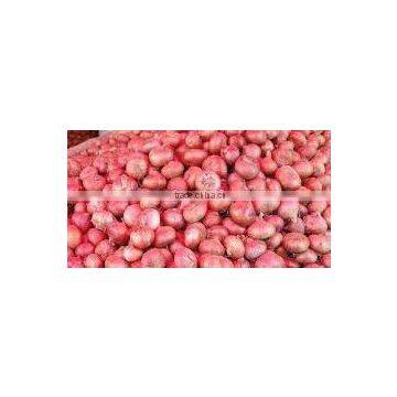 Fresh Onion