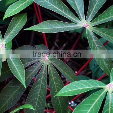 Cassava Leaf Grade A from Vietnam