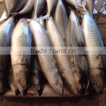 Whole Round Frozen Pacific Mackerel Prices