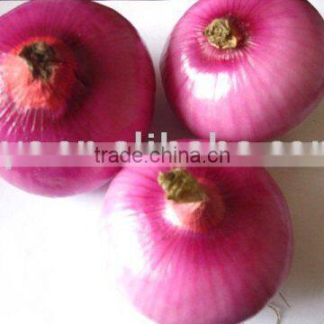 red fresh onion