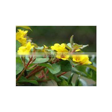 Tysimachia procumbens Yellow Flower Groundcover