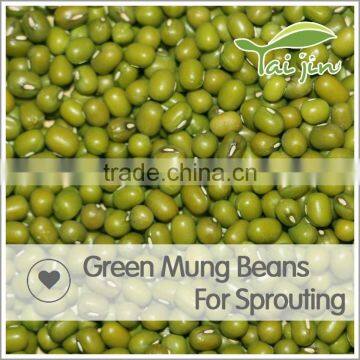Export Various Green Mung Beans Specification ,grade a Green Mung Bean Sprout photo-3