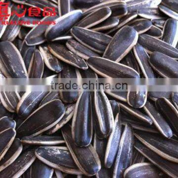 American-type sunflower seeds with big dimension