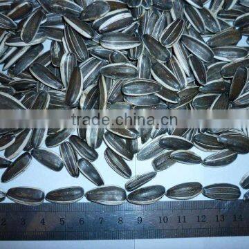 Amercain Sunflower Seeds
