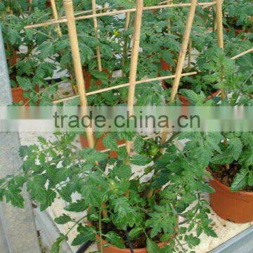 Natural Bamboo Cane Stake The Pergola