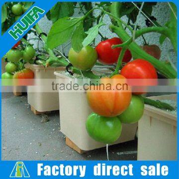Factory Wholesale Dutch Bucket for Tomato Hydroponic System photo-6