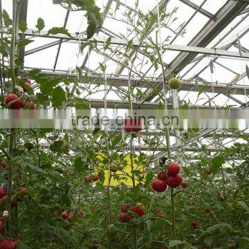 Agricultural Greenhouse for Tomato photo-3