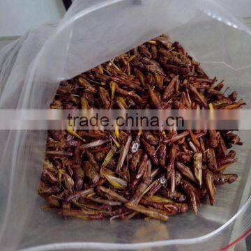 Pet Bird Food Microwave Dried Grasshopper photo-2