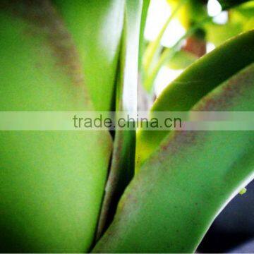 Y8463-7-1LS ( 2014 Hot Sale Factory Direct Extra Large Banana Trees for Hotel Decoration ) photo-4