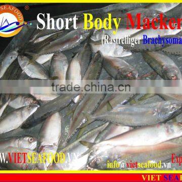 FROZEN SHORT BODY MACKEREL WHOLE ROUND photo-3