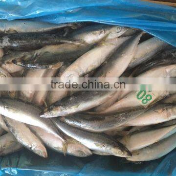New 10/12 Pcs 80g Fresh Land Frozen Pacific Mackerel photo-2