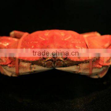 DUNGENESS CRAB