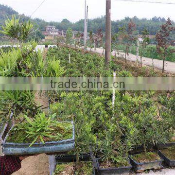 Podocarpus Outdoor Bonsai Export Wholesale photo-2