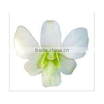 Thailand Top Quality D-002 Dendrobium White Orchid