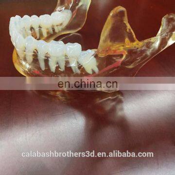 High Accuracy Human 3D Organ Figure Color 3D Printing Organ Model WJP 3D Printing photo-3