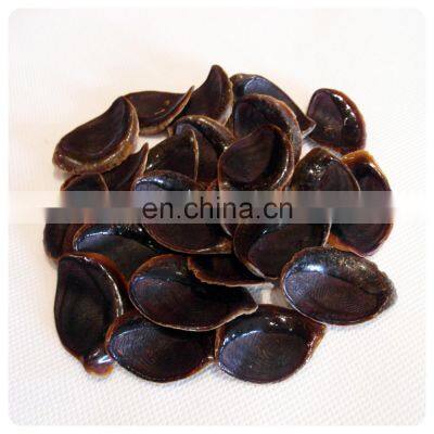 5-8cm Black Brown Conch Murex Ramosus AD BQF Dry Shellfish DRIED MUREX OPERCULUM For Perfume Application photo-4