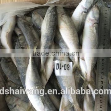 Frozen horse mackerel for sale