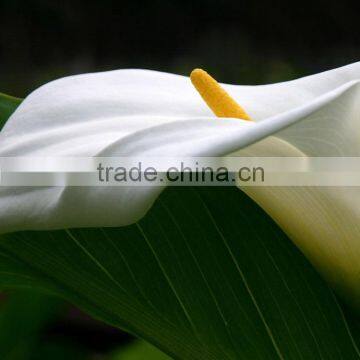 Newest Crazy Selling white colour calla lily