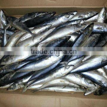 High Quality Quick Frozen Pacific Mackerel Fish