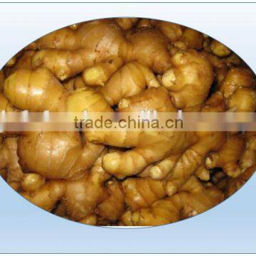 spicy yellow ginger from laiwu city