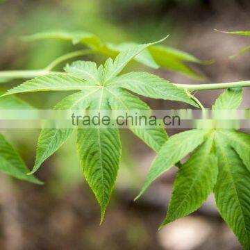 Sweet Tea Health Care Tea Green Tea Extract photo-2