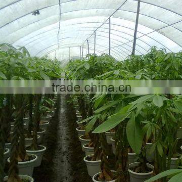 Different Size Decorative Flowers Plants and Trees photo-5