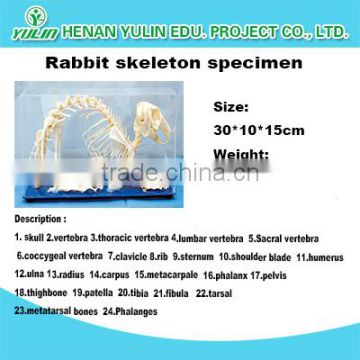 rabbit skeleton preserved model skeleton for teaching and medical for agriculture