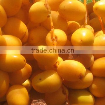 Fresh Barhi Dates