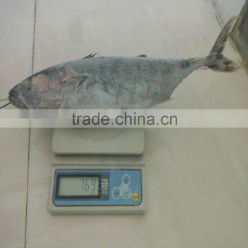 Frozen bonito fish for sale from China