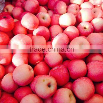 Red Fuji Apple photo-2